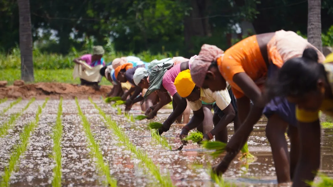 Before: Farmers example