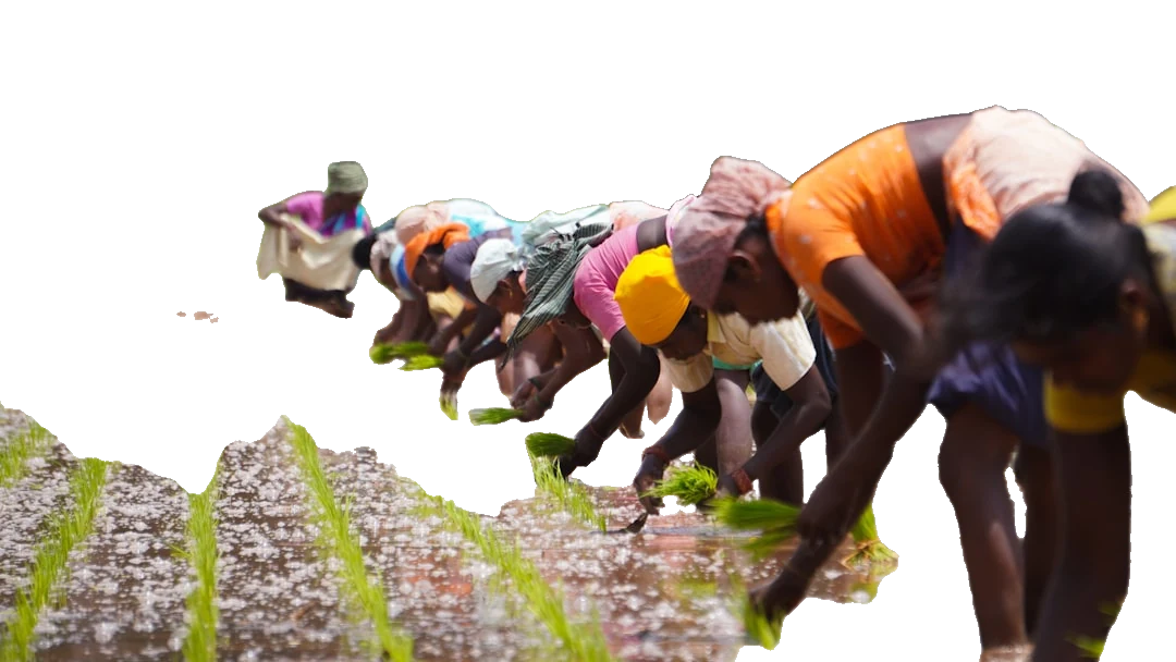 After: Farmers with background removed