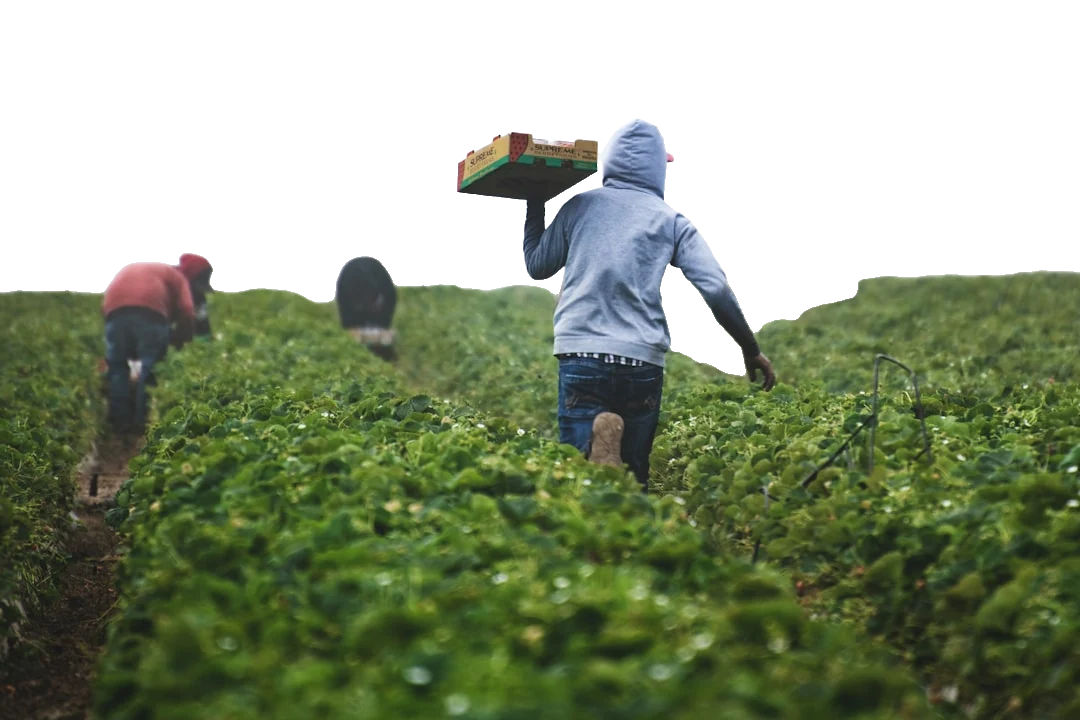 After: Farmers with background removed