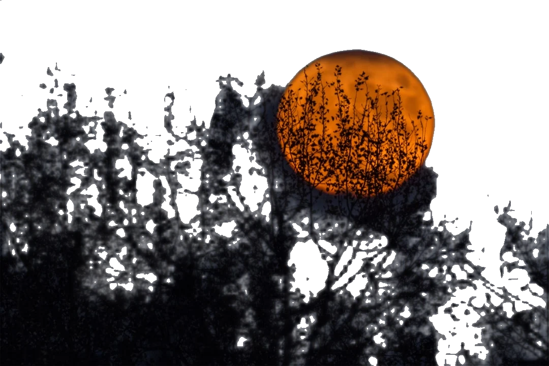 Halloween background removed